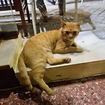 尼古拉客房酒店